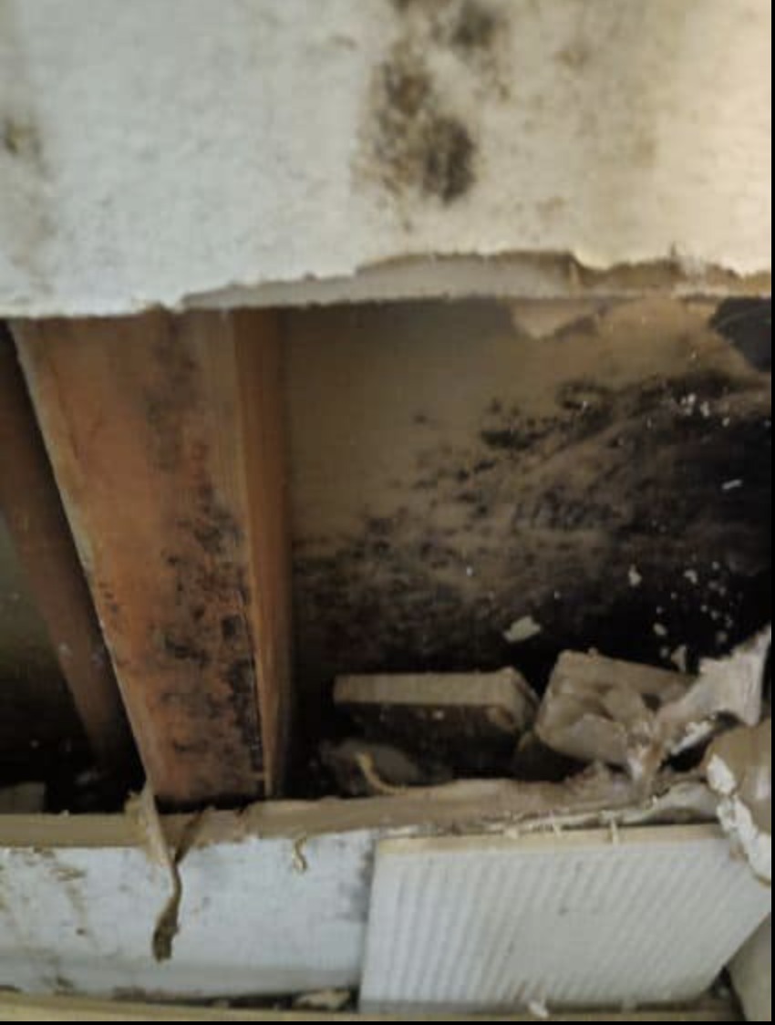Mold growth behind wet drywall