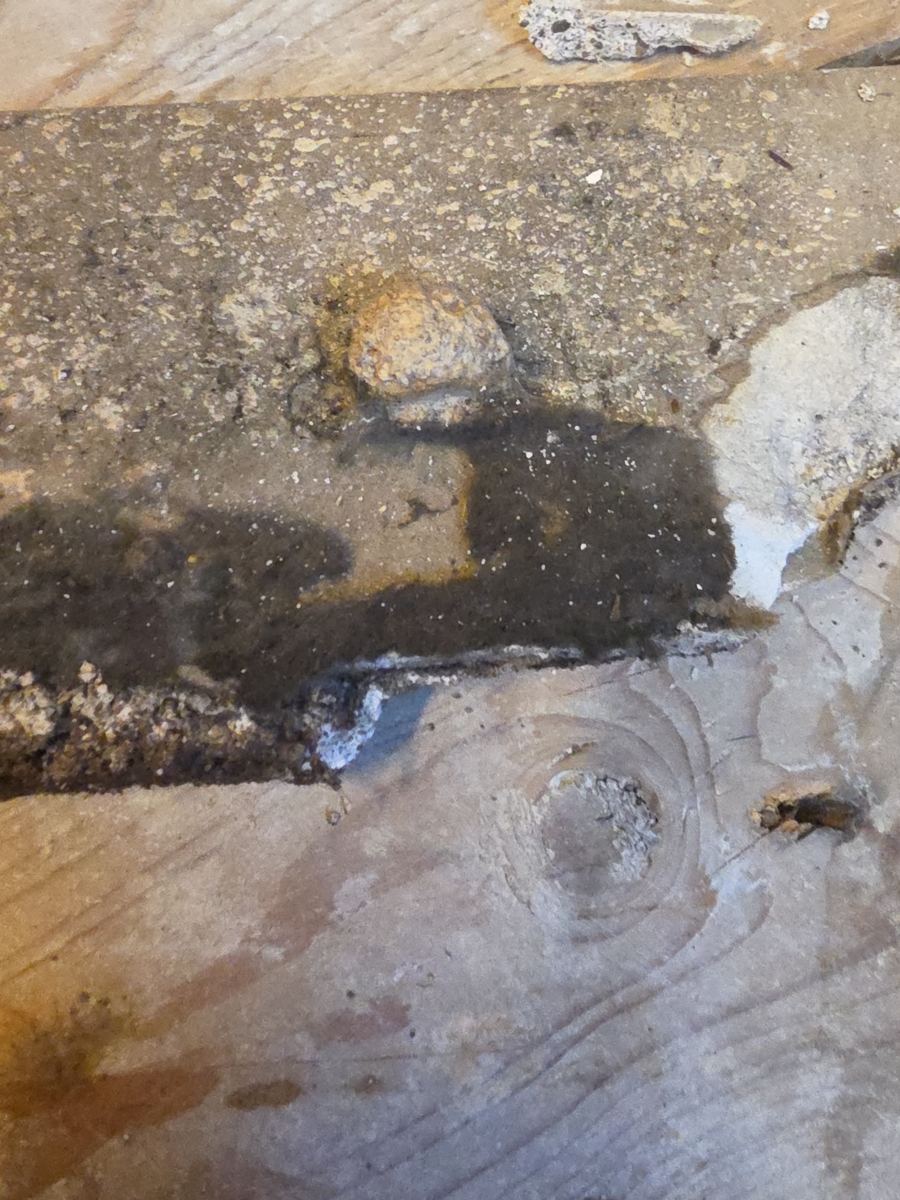 Alamosa project photo 1: Mold growth on the subfloor once the flooring was lifted.