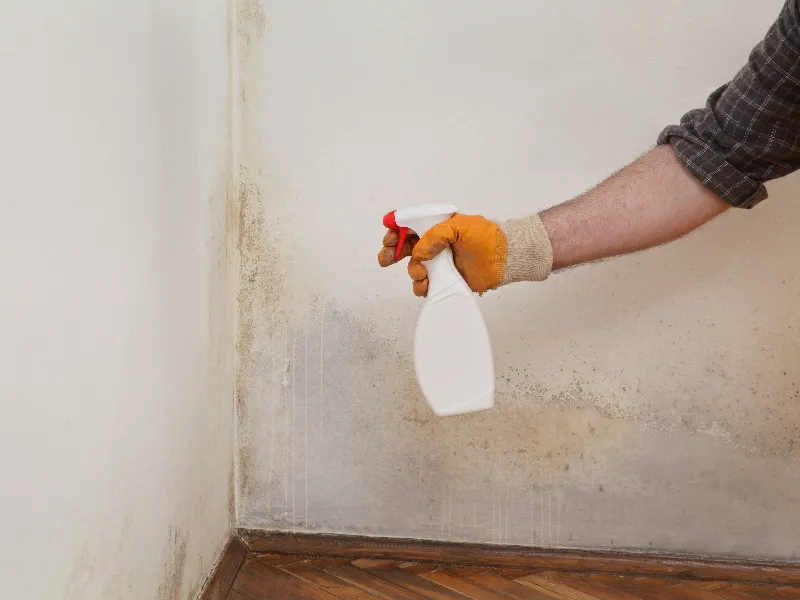 Hand in glove holding spray bottle aimed at moldy wall corner above wooden floor.