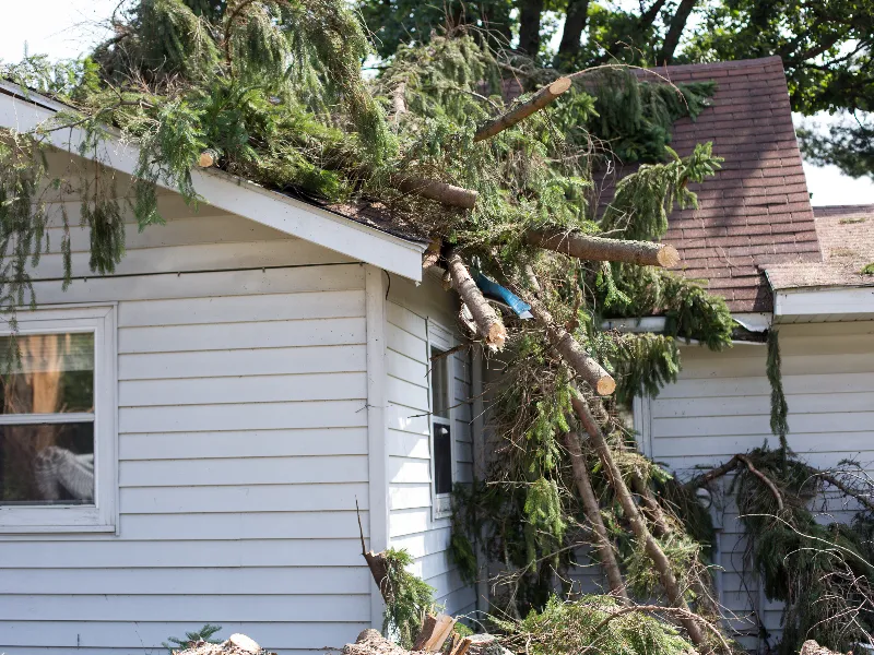 Large tree branches fallen and resting on the roof and side of a white house.